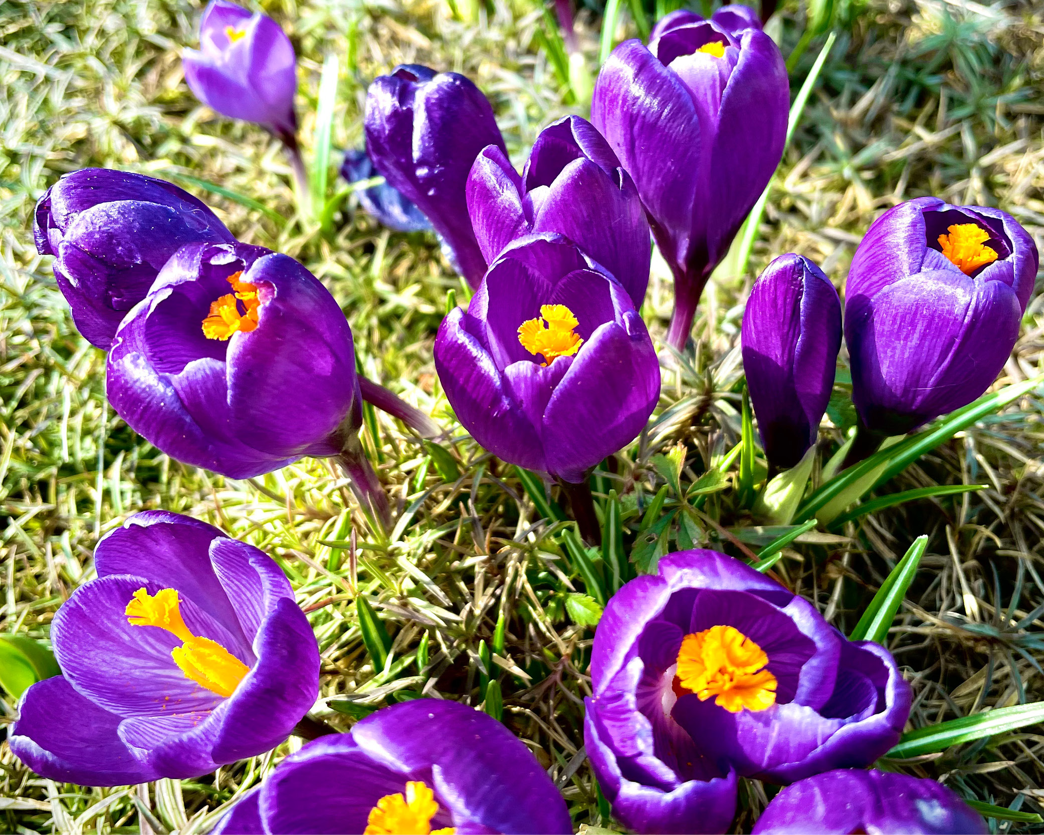 Weniger Screen-Time – mehr Analog Wellness: Dopamin-Kick im Frühling